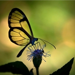 Butterfly in magic