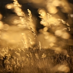 Golden Light by the Lake