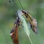 Pareja de Ascalapus