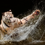 Tiger Splash