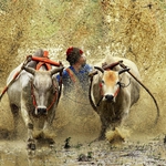 Cow Race