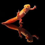 kungfu gecko