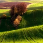 Green fields