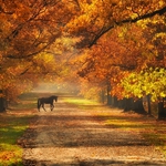 Autumnal Reverie...