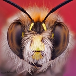 Shaggy Bee