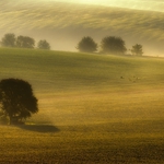 foggy fields