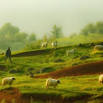 The shepherd with sheep