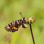 ZERYNTHIA RUMINA - Papilionidae Family