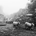 THE FLOCK AND THE FOG IN THE MOUNTAIN