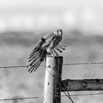 WINGS AND LEG  STRETCHING