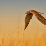 in flight