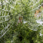 YELLOW SPIDER