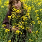 In the rapeseed 2