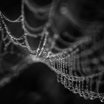 Diagonal in morning dew (BW)