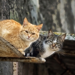 Cats on a don't Hot Tin Roof