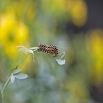 PAPILIO MACHAON - METAMORPHOSIS 