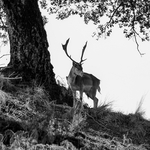 FOREST ENCHANTMENTS