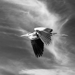 HERON