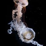 jellyfish02