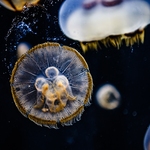 Jellyfish04
