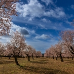 Almendros en Loarre