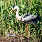 REAL HERON WITH ITS CHILDREN