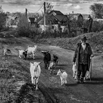 Walking with Livestock
