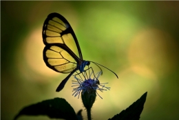 Butterfly in magic 