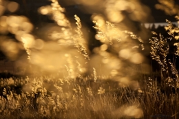 Golden Light by the Lake 