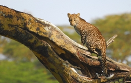 leopardo 