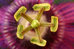 Passiflora Violacea 