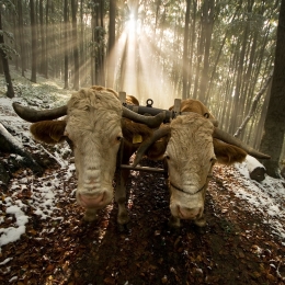 woodcutter's oxen 
