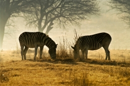 Breakfast with Zebras 