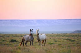 Kazakh horse_ 