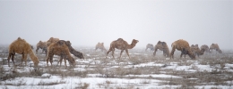 "Snow camels" 