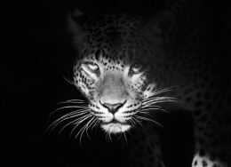 Leopard. 