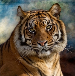 Tigre de Bengala Panthera tigris tigris 