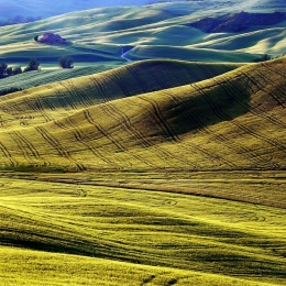 Tuscan Plains .. 