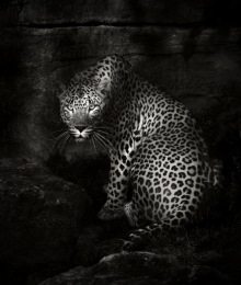 Leopard  