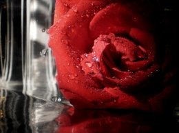 Ama as tuas rosas 
