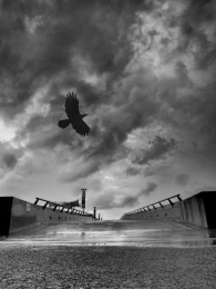 Seagull over the Bridge 
