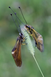 Pareja de Ascalapus 