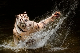 Tiger Splash 