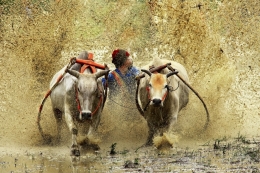 Cow Race 