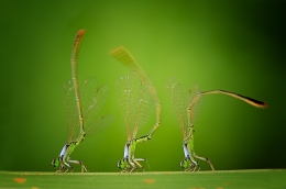 three dancers 