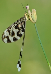 Nemoptera bipennis 