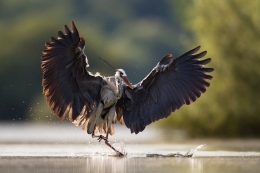 Ardea Cinerea 