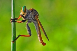 Robber Fly 