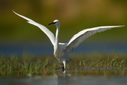 Garça Branca Pequena (Egretta garzetta) 