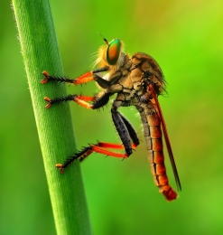 Robber Fly 